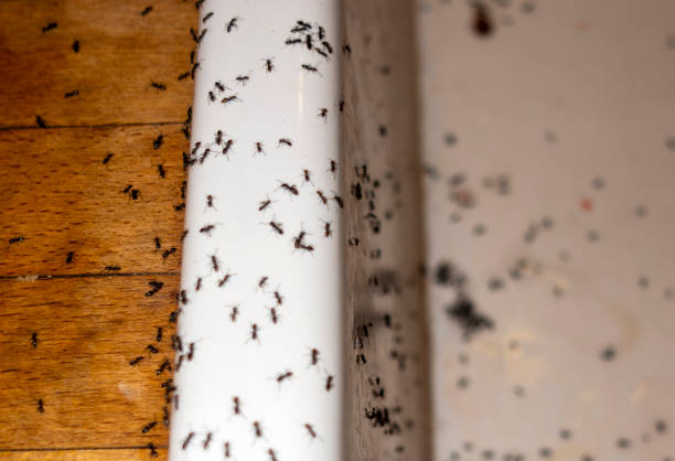 Best Exterminator Services  in Lake Barrington, IL