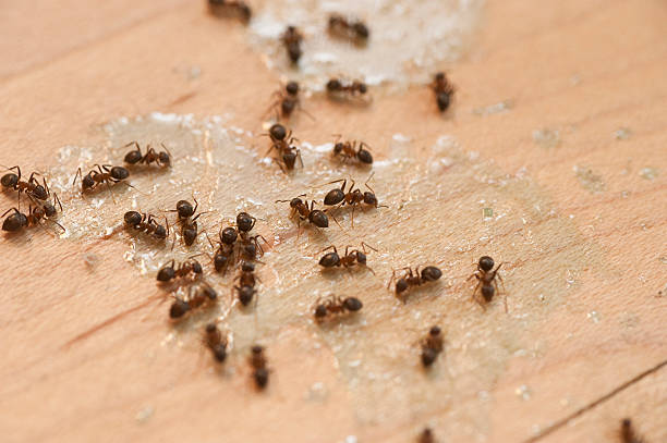 Lake Barrington, IL Pest Control Company